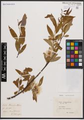 Salix blumhardtiana Schimp. ex Hochst.